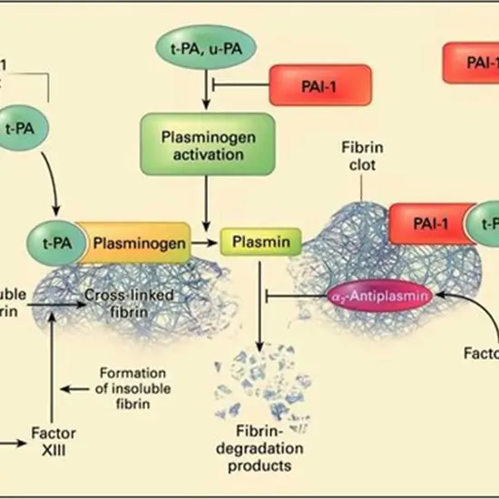 Plasminogen Activator Inhibitor-1